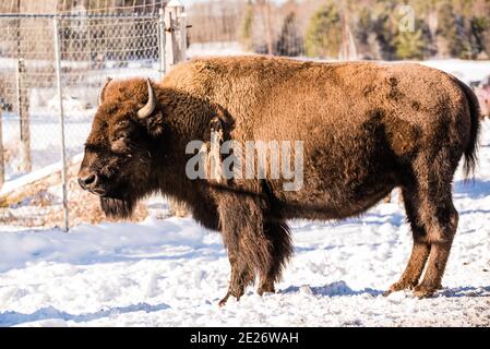 Parc Omega, Kanada, 2. Januar 2021 - die Bisons, die im Schneerwald im Omega Park in Kanada unterwegs sind Stockfoto