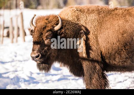 Parc Omega, Kanada, 2. Januar 2021 - die Bisons, die im Schneerwald im Omega Park in Kanada unterwegs sind Stockfoto