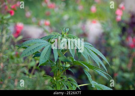 Cannabis im Garten anbauen Stockfoto