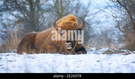 Europäische Bisons auf einer Schneewiese ruhen, das beste Foto. Stockfoto