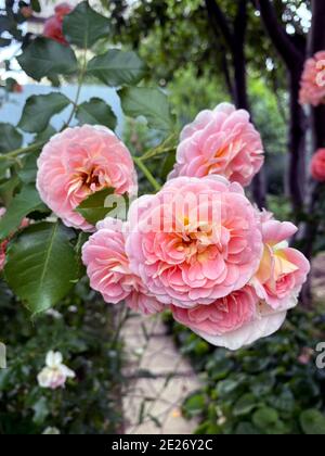 Rosa Rosen blühen in Rosen Garten auf Hintergrund Rosen Blumen. Stockfoto