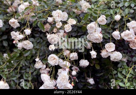 Kleine weiße Rosen Sträucher blühen auf der Straße im Garten. Schönes Bouquet von weißen Rosen auf dunkelgrünem Hintergrund. Pflege von Gartenrosen Büschen Stockfoto