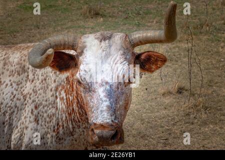 Texas Longhorn Rind Rind Kalb stehend auf einer Weide Stockfoto