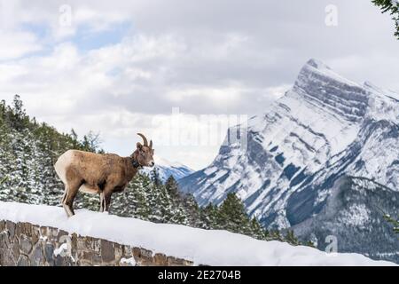 Ein Dickhornschafe mit Funktrackkragen. Banff National Park, Mount Norquay Banff View Point, Kanadische Rockies, Kanada. Stockfoto