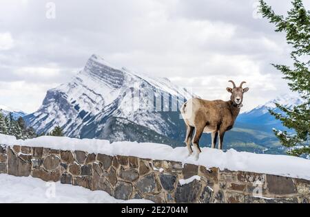 Ein Dickhornschafe mit Funktrackkragen. Banff National Park, Mount Norquay Banff View Point, Kanadische Rockies, Kanada. Stockfoto