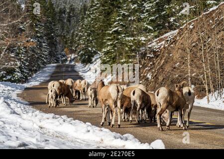 Eine Gruppe junger Dickhornschafe (Schaf und Lamm) auf der verschneiten Bergstraße. Banff National Park im Oktober, Mount Norquay Scenic Drive. Kanadische Rockie Stockfoto