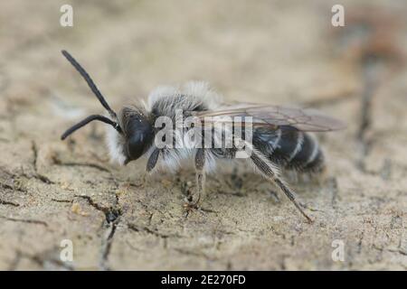 Nahaufnahme eines Männchens der Sandgrube-Biene, Andrena barbilabris Stockfoto