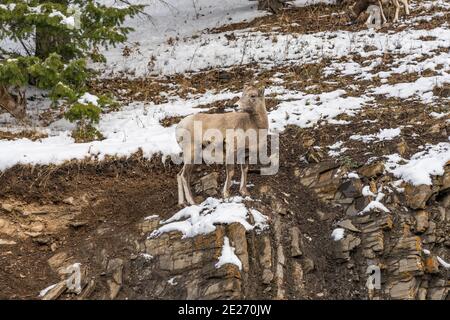 Nahaufnahme eines jungen Dickhornschafs, das auf dem schneebedeckten felsigen Berghang steht. Banff National Park im Oktober, Mount Norquay, Canadian Rockies Stockfoto