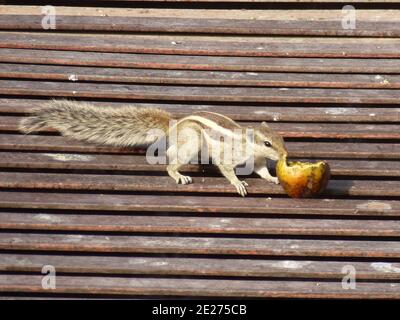 Lustige Chipmunk ist beim Frühstück Stockfoto