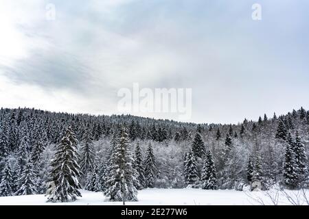 Verschneite Wälder in Altopiano di Asiago - Italien Stockfoto