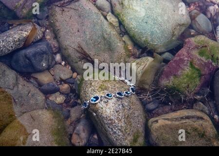 Ein Sturm wusch einen Schmuck an die Felsen der Meeresküste. Stockfoto