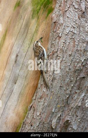 Treecreeper (Certhia familiaris). Das Tragen von Insektenfutter im Schnabel für junge Menschen in einem Nest versteckt hinter Loos Rinde. Klettern auf den Stamm eines Gartens Cupressu Stockfoto