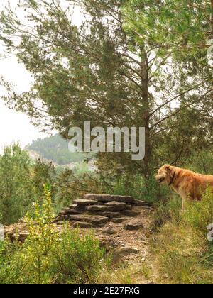 Ein Hund, der in die natürliche Wildnis starrt. Stockfoto