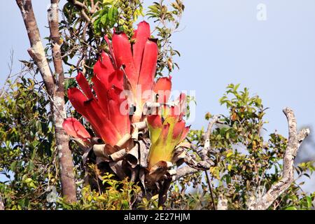 Große rote Bromeliade auf einem hohen Baum. Stockfoto