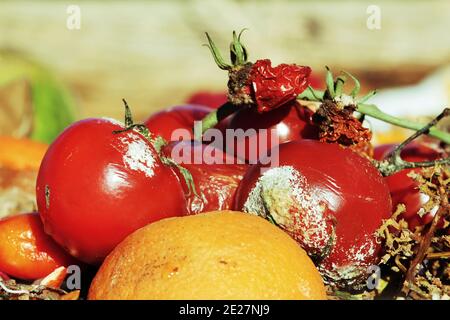 Verfaulte alte Tomaten und Orangen auf einem Müllhaufen Stockfoto