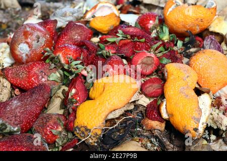 Faules, altes Obst und Gemüse. Obst- und Gemüseabfälle auf Kompost Stockfoto