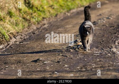 Entzückende blaue Katze beim Gehen auf einer Landstraße Stockfoto