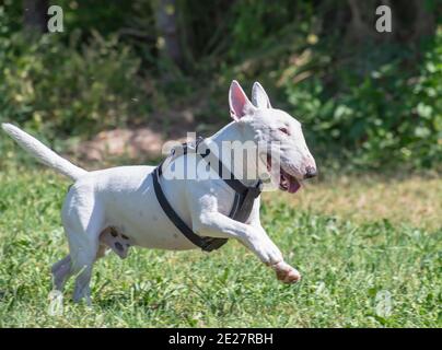 White Bull Terrier Miniaturen Stockfoto