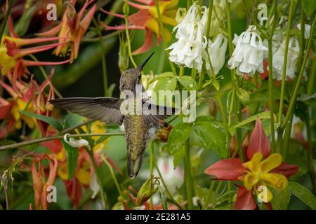 Schöne Aufnahme eines Kolibris, der den Nektar eines trinkt Blume Stockfoto