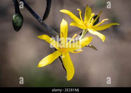 Selektive Fokusaufnahme von kleinen gelben Blüten auf dünnen Stielen Stockfoto