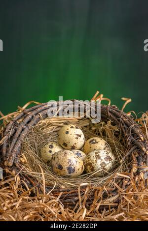 Kleine frische QuailEggs in einem Nest auf dunklem Hintergrund Stockfoto