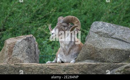 Marco-Polo-Schaf (Ovis ammon Polii), Tierpark, Friedrichsfelde, Lichtenberg, Berlin, Deutschland Stockfoto