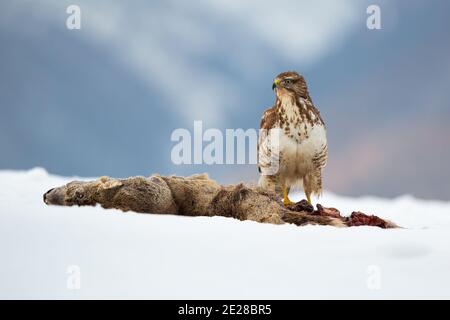 Gemeiner Bussard sitzt auf schneebedeckten Feld in der Winterzeit Natur Stockfoto