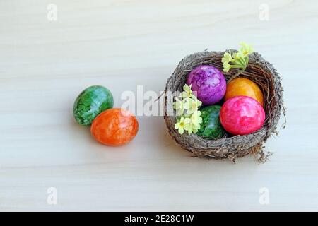 Ein Osternest mit bunten Ostereiern und Primeln Ein Holzhintergrund Stockfoto