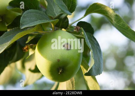 Apfelschorf. Venturia inaequalis. Apfelbaum-Krankheit. Früchte durch Krankheitserreger am Baum beschädigt. Agrarprobleme. Ernteverlust. Nahaufnahme Stockfoto