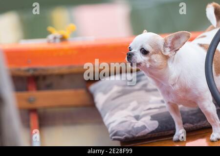 Burano Venedig Italien Chihuahua (Hund) auf einem Boot auf dem Kanal in Burano Stockfoto