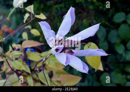 Nahaufnahme einer Clematis „Clematis viticella“-Blume im Garten im Winter mit Wassertropfen auf Blütenblättern Stockfoto