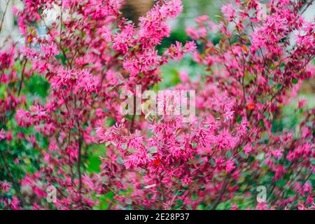 Flieder loropetalum während der Blüte Nahaufnahme, Textur Hintergrund der rosa Blüten. Stockfoto