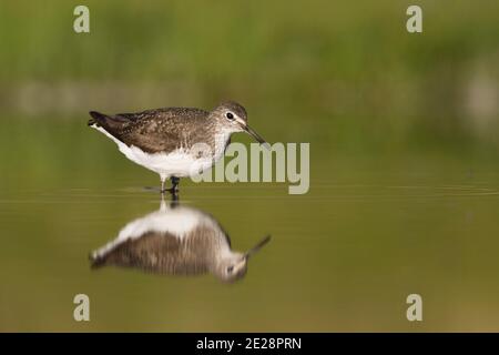 Grüner Sandläufer (Tringa ochropus), erwachsen im Zuchtgefieder im Flachwasser, Deutschland Stockfoto