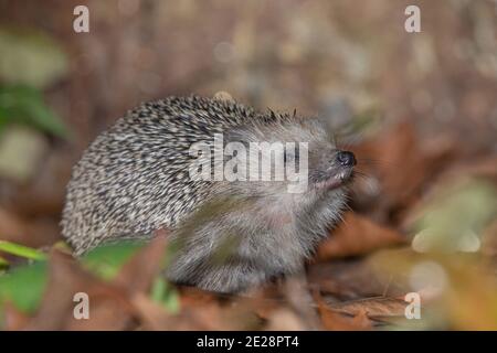 Westigel, Europäischer Igel (Erinaceus europaeus), im Spätherbst über Laub gerutscht, Seitenansicht, Deutschland, Bayern Stockfoto