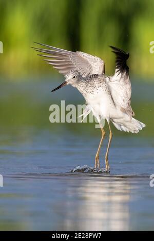 Gemeiner Grünschenkel (Tringa nebularia), Erwachsener beim Abheben aus einem Teich, Italien, Kampanien Stockfoto