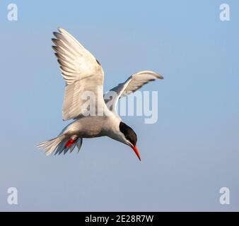 Seeschwalbe (Sterna hirundo), in der Luft schwebender Erwachsener, im Futter, Niederlande, Texel Stockfoto