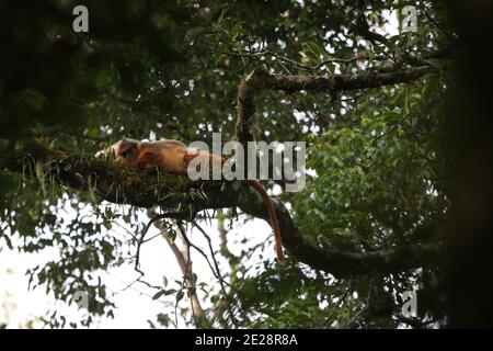 Bänderaffen, Schwarzkrebsen-Blätteraffen, Surili, Sumatran Surili, Gehrter Blätteraffen, Gelbhändige Mitra-Langur (Presbytis melalophos), Stockfoto