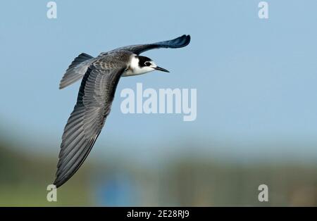 Schwarze Seeschwalbe (Chlidonias niger), Jugendlicher Schwarzer Seeschwalbe, zeigt Unterflügel, Niederlande Stockfoto
