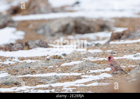 Kaukasischer Rosefinch (Carpodacus rubicilla), erwachsener Rüde, der auf einem felsigen Boden thront, Tadschikistan Stockfoto