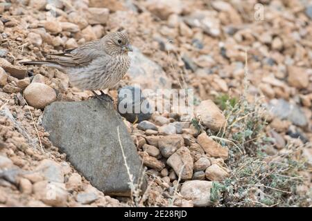 Kaukasischer Rosefink (Carpodacus rubicilla), adulte Weibchen zwischen Felsen, Tadschikistan Stockfoto