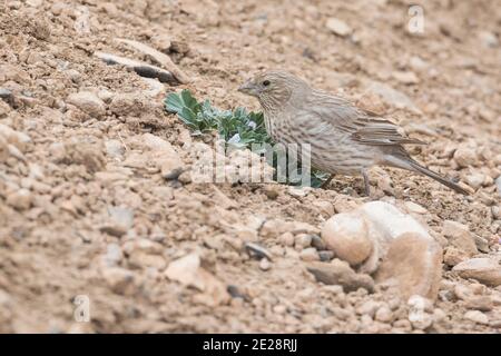 Kaukasischer Rosefink (Carpodacus rubicilla), adulte Weibchen zwischen Felsen, Tadschikistan Stockfoto