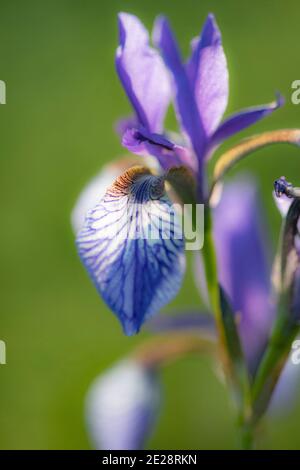 Sibirische Schwertlilie, sibirische Flagge (Iris Sibirica), Blume, Deutschland, Bayern Stockfoto