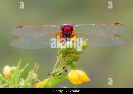 Breites Scharlach, gewöhnlicher Scharlach, scharlachroter Scharlach, scharlachrote Dragonie (Crocothemis erythraea, Croccothemis erythraea), Männchen sitzt auf einem Stockfoto