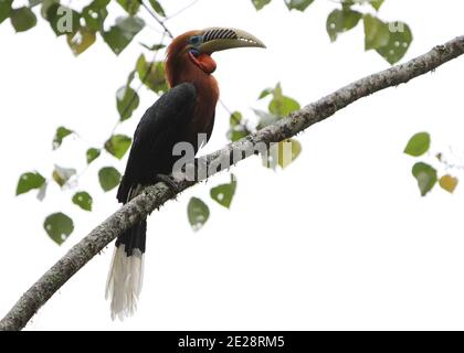 Rothalshornvogel (Aceros nipalensis), thront auf einem Zweig, Indien, Himalaya Stockfoto