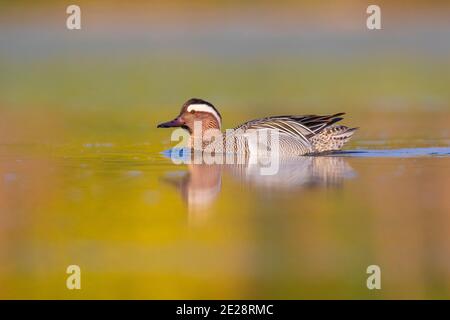 garganey (Anas querquedula), drake schwimmend in einem Teich, Italien, Kampanien Stockfoto