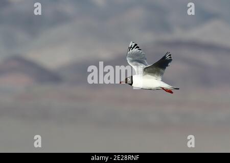 Reliktmöwe (Ichthyaetus relictus, Larus relictus), im Flug erwachsen, Mongolei, Ikhes-See Stockfoto