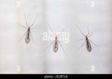 Wintermücken, Winterkraniche (Trichoceridae (Petauristidae)), drei Wintermücken in der Nacht an einem beleuchteten Fenster, Blick von oben, Deutschland, Stockfoto