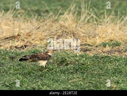 Henne-Harrier (Circus cyaneus), zweites Kalenderjahr Weibchen stehend, von der Seite gesehen., Niederlande Stockfoto