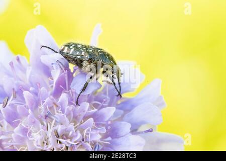 Weißfleckiger Rosenkäfer (Oxythyrea funesta), auf einer scheußlichen Blume, Deutschland, Bayern Stockfoto