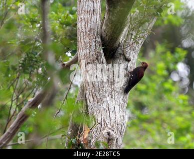 Okinawan-Specht, Noguchis Specht, Okinawan-Specht, Pryer-Specht, Ryukyu-Specht (Sapheopipo noguchii, Dendrocopos noguchii), Stockfoto